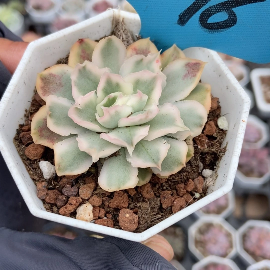 1796蝴蝶飞锦多肉植物