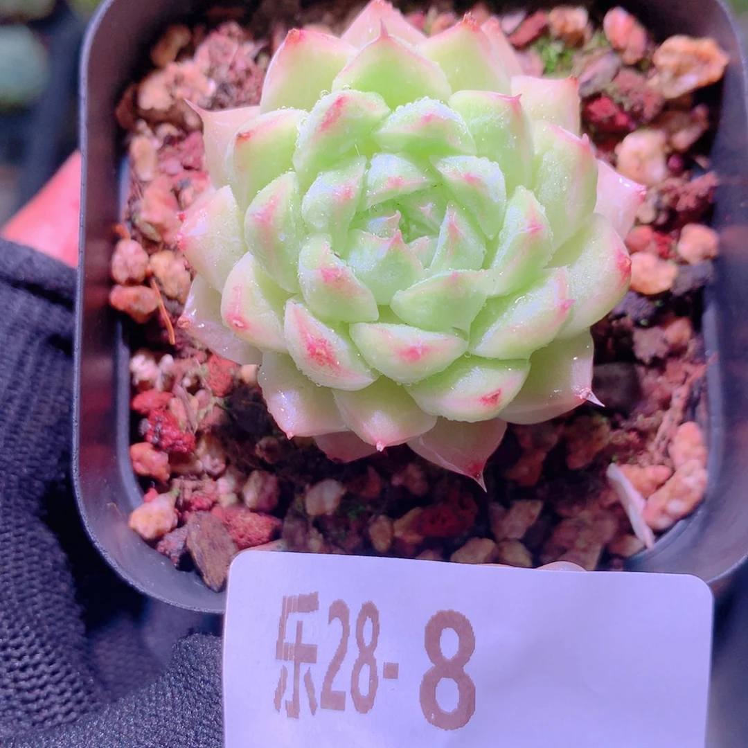 乐然28-8 清浅单头