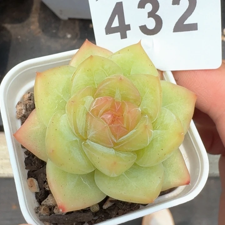 开播福利珍妮            多肉植物