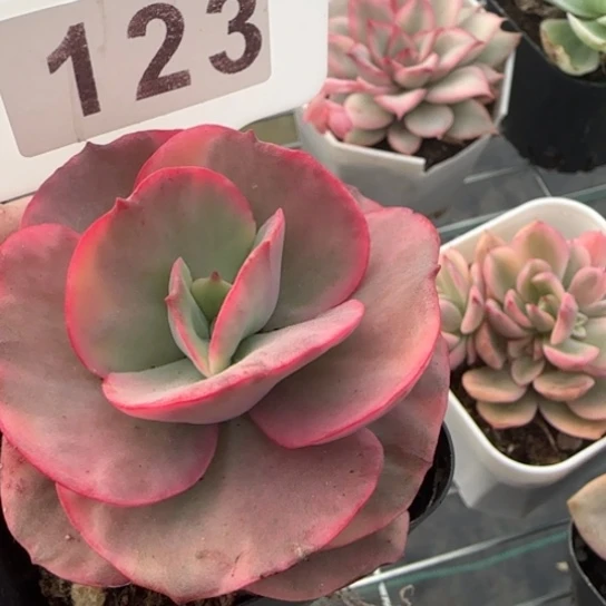 123 一物一拍多肉