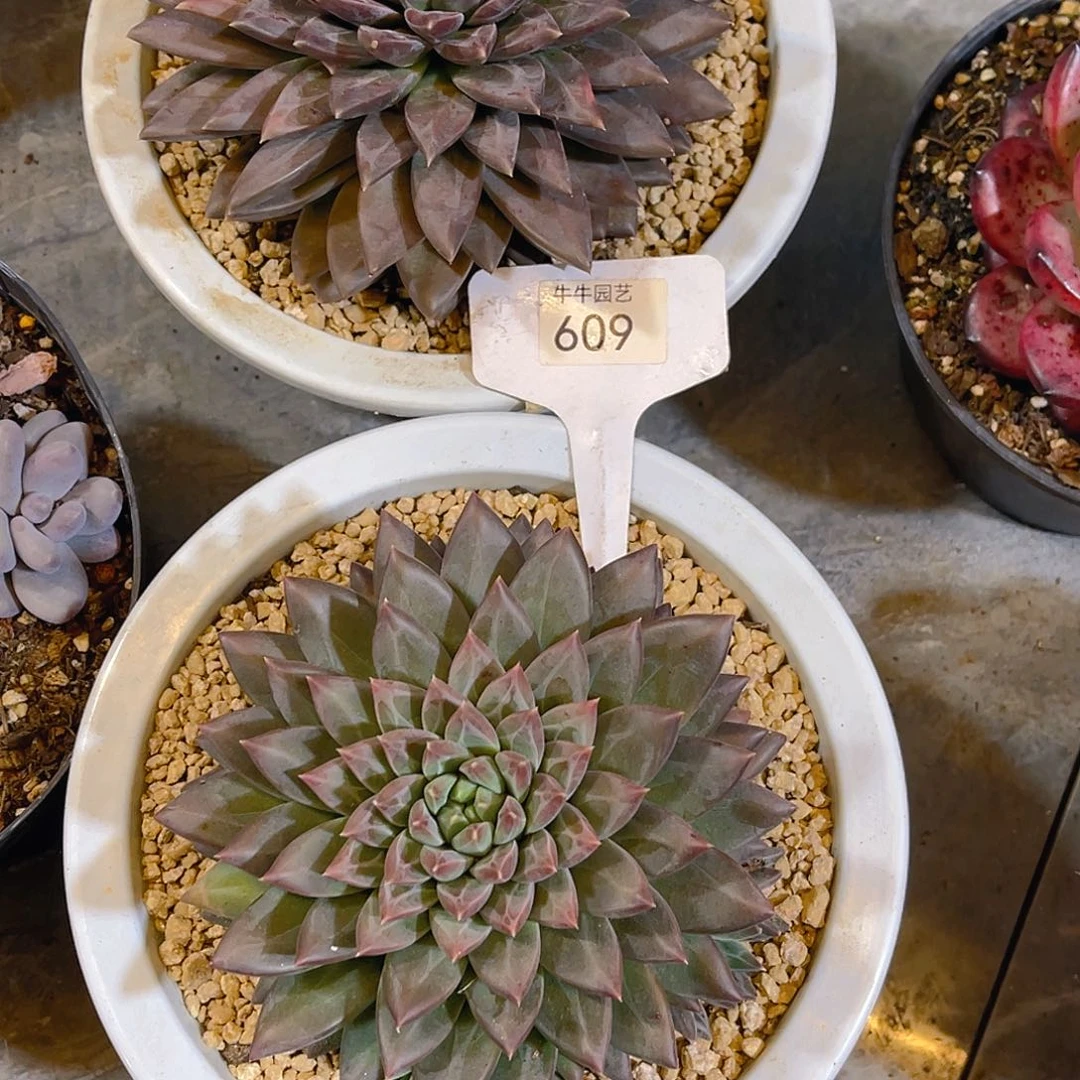 小***王00000000000000609