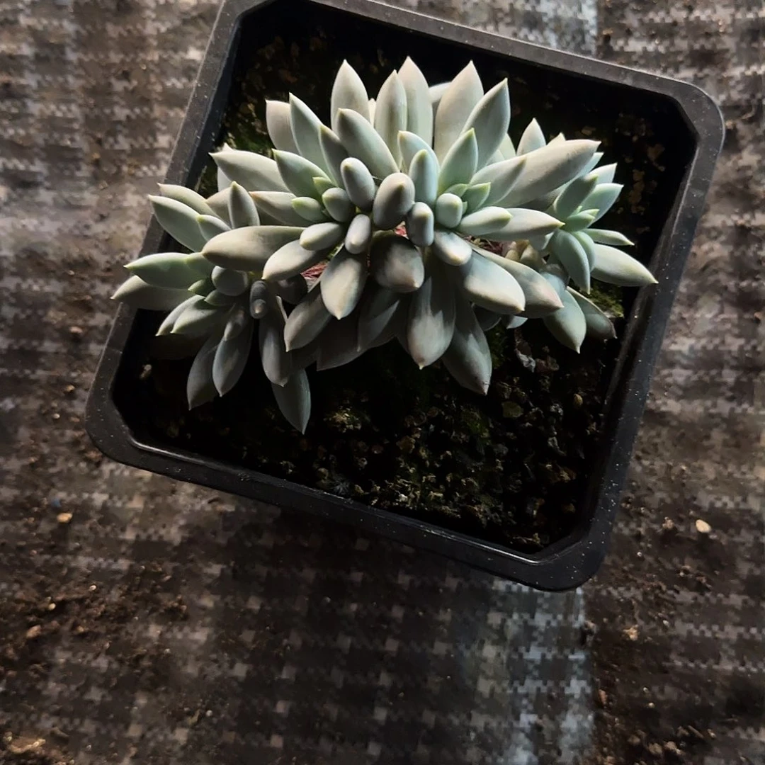 哥特萝莉多肉植物一物一拍