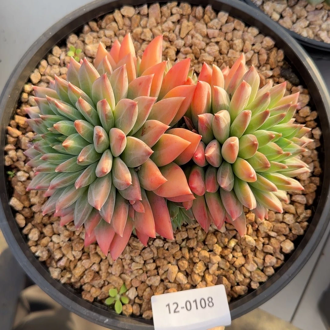 0108幻影美人多肉植物