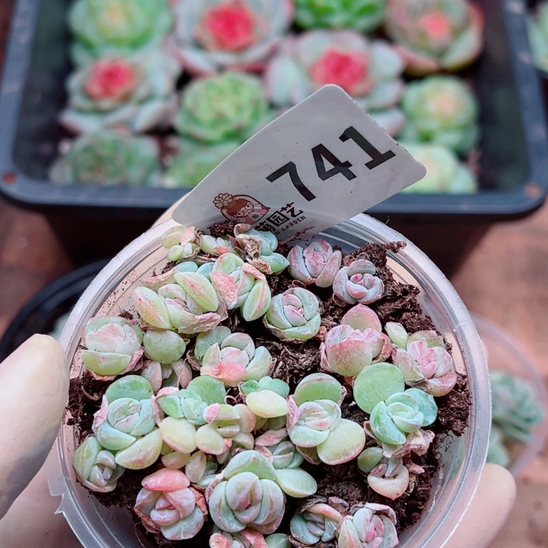 多肉植物多肉植物