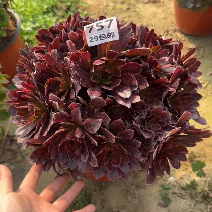金丝缕……多肉植物……