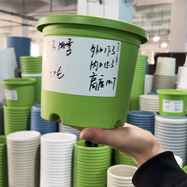 特价2号四季口17.3高14.7果绿无托10只