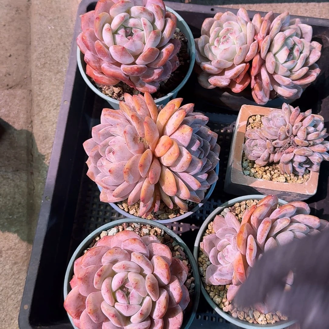 可***乐橙梦露一筐脱土发货