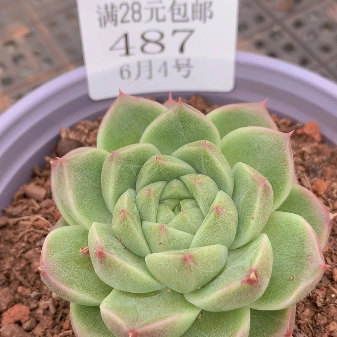 【闪购商品】云487号