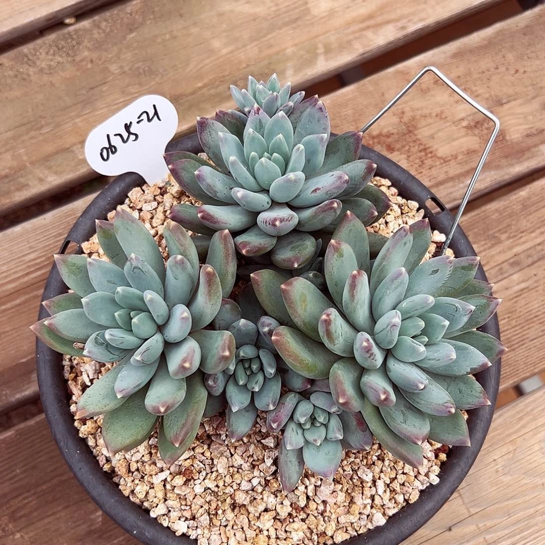 芣***一0625-21天使之翼。