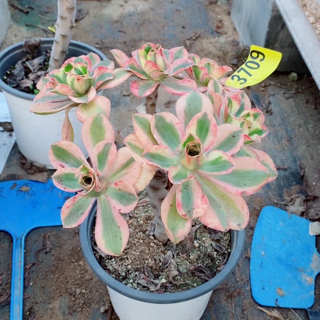 燕姿锦多肉植物3709