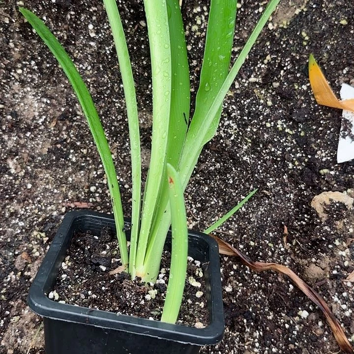 无花朵诺****子情人原盆原土