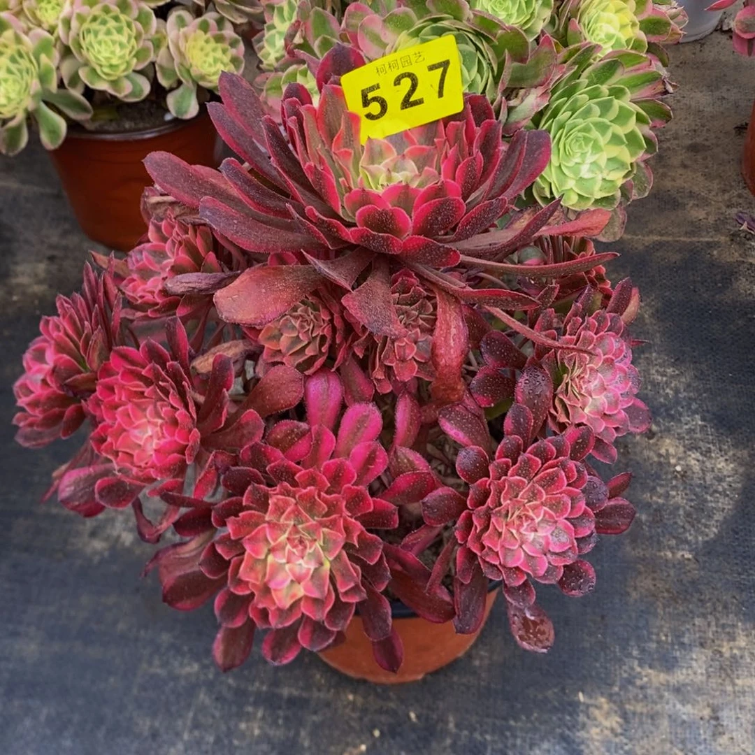 多肉红铜白52700000