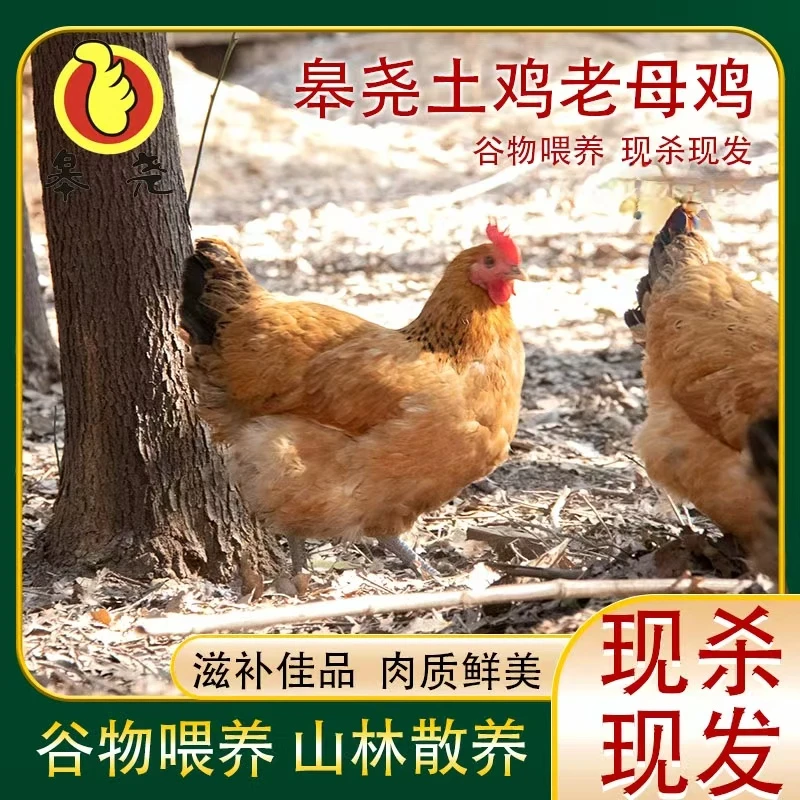林间散养皋尧土母鸡生鲜冷链