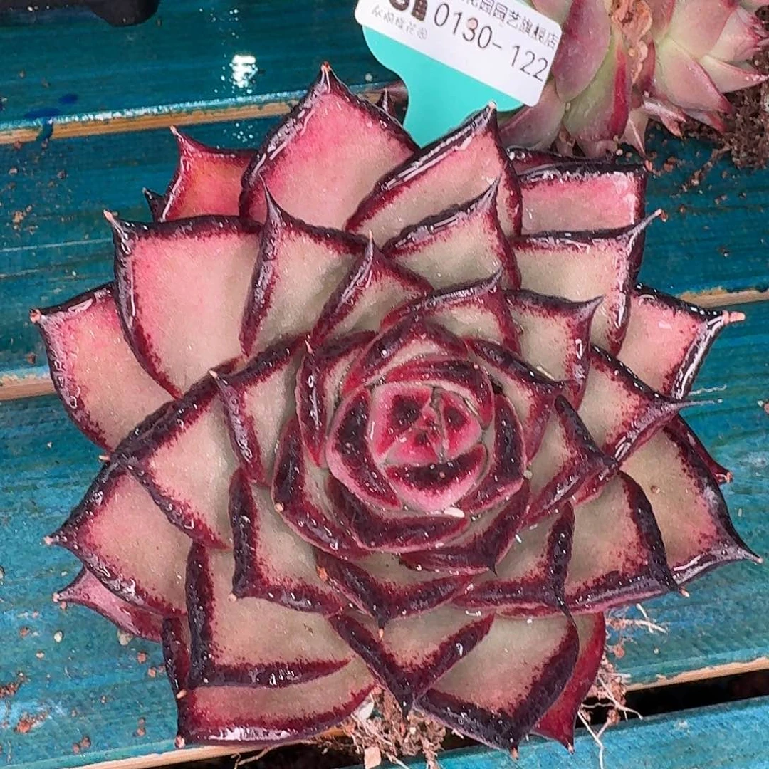 从前慢花园多肉0130-122