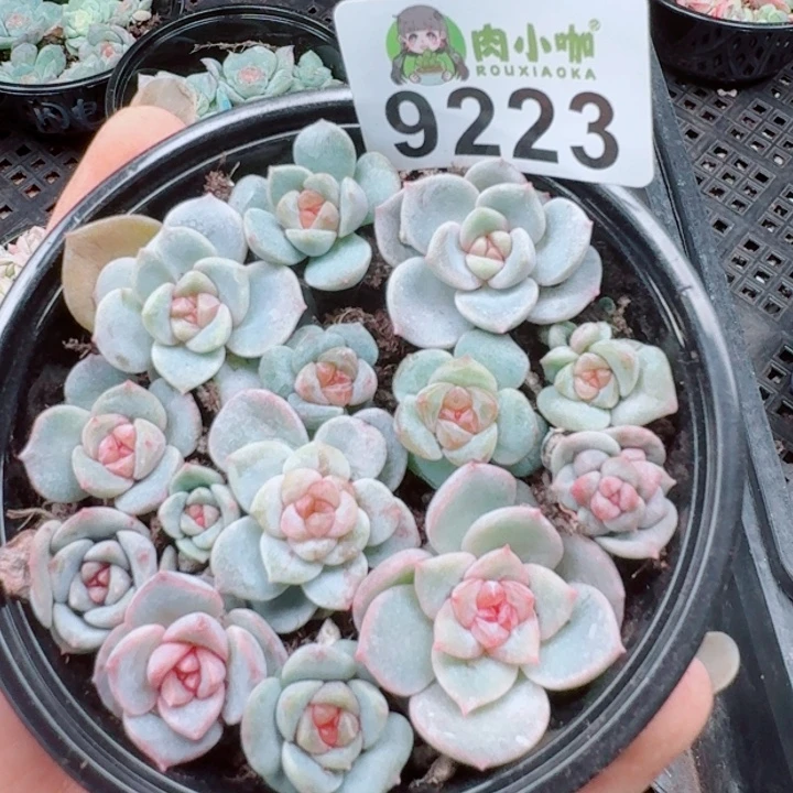 多肉植物多肉植物