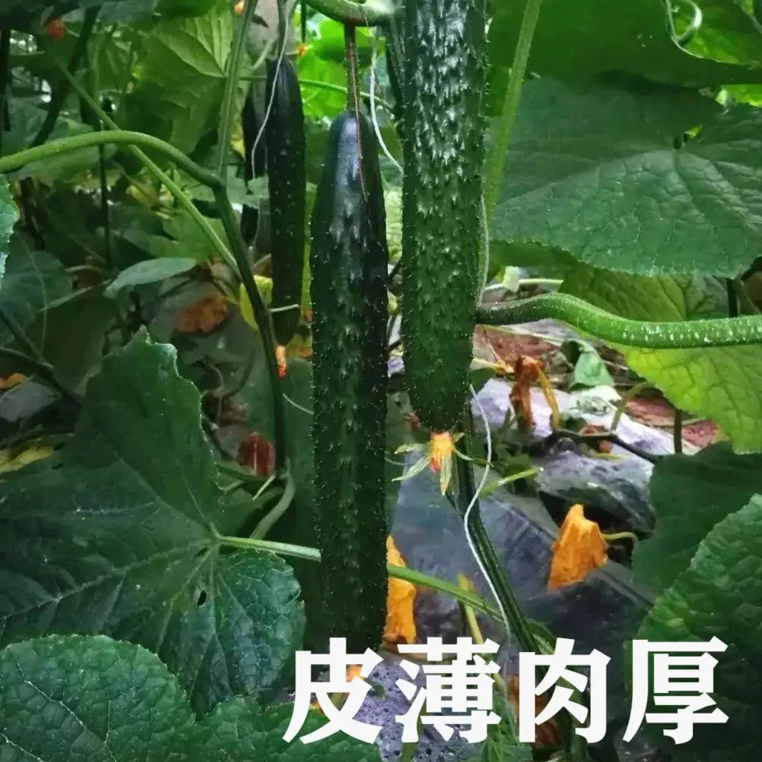 新鲜大棚黄瓜，皮薄心绿，清脆可口