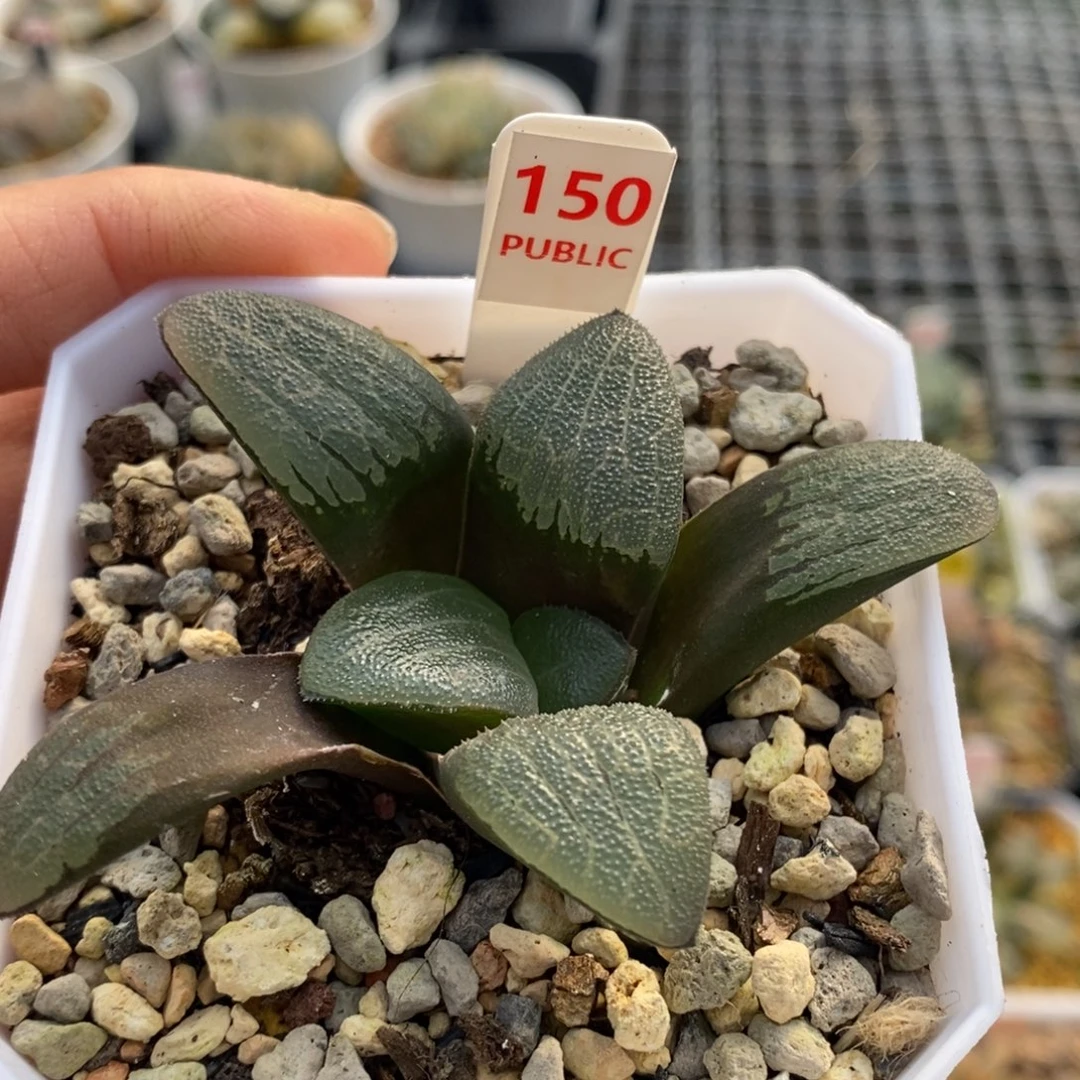 150号F153多肉植物