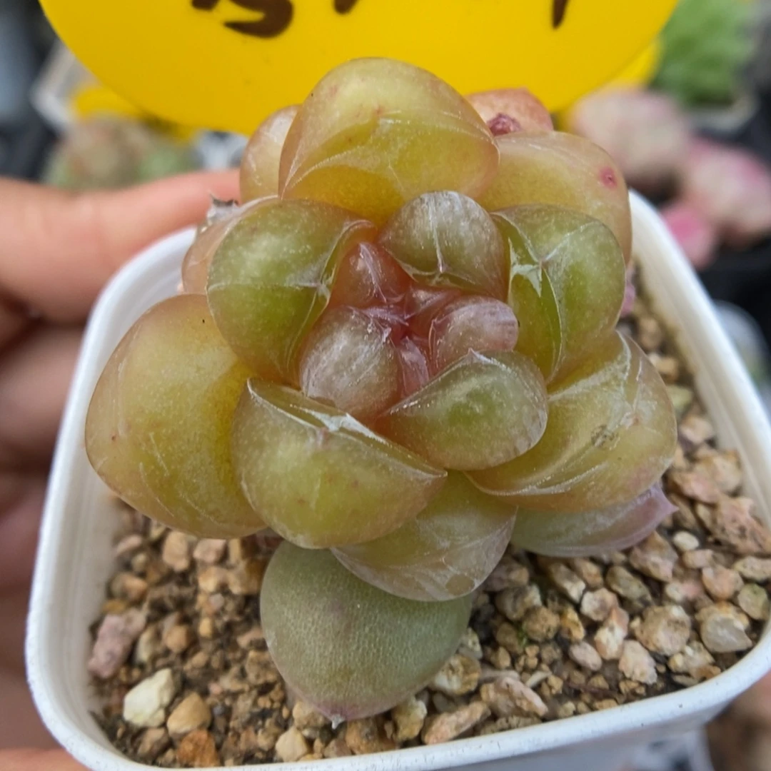 冰淇凌可拍5427号