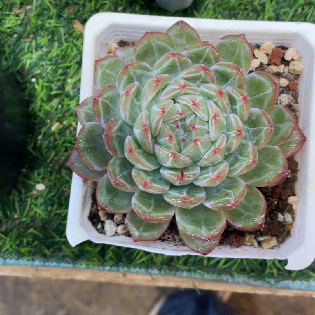 雪花珍妮冠幅11 公分一物一拍