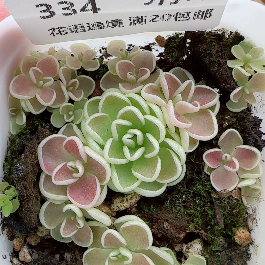 花语逸镜1007-334爱丽丝捕虫堇