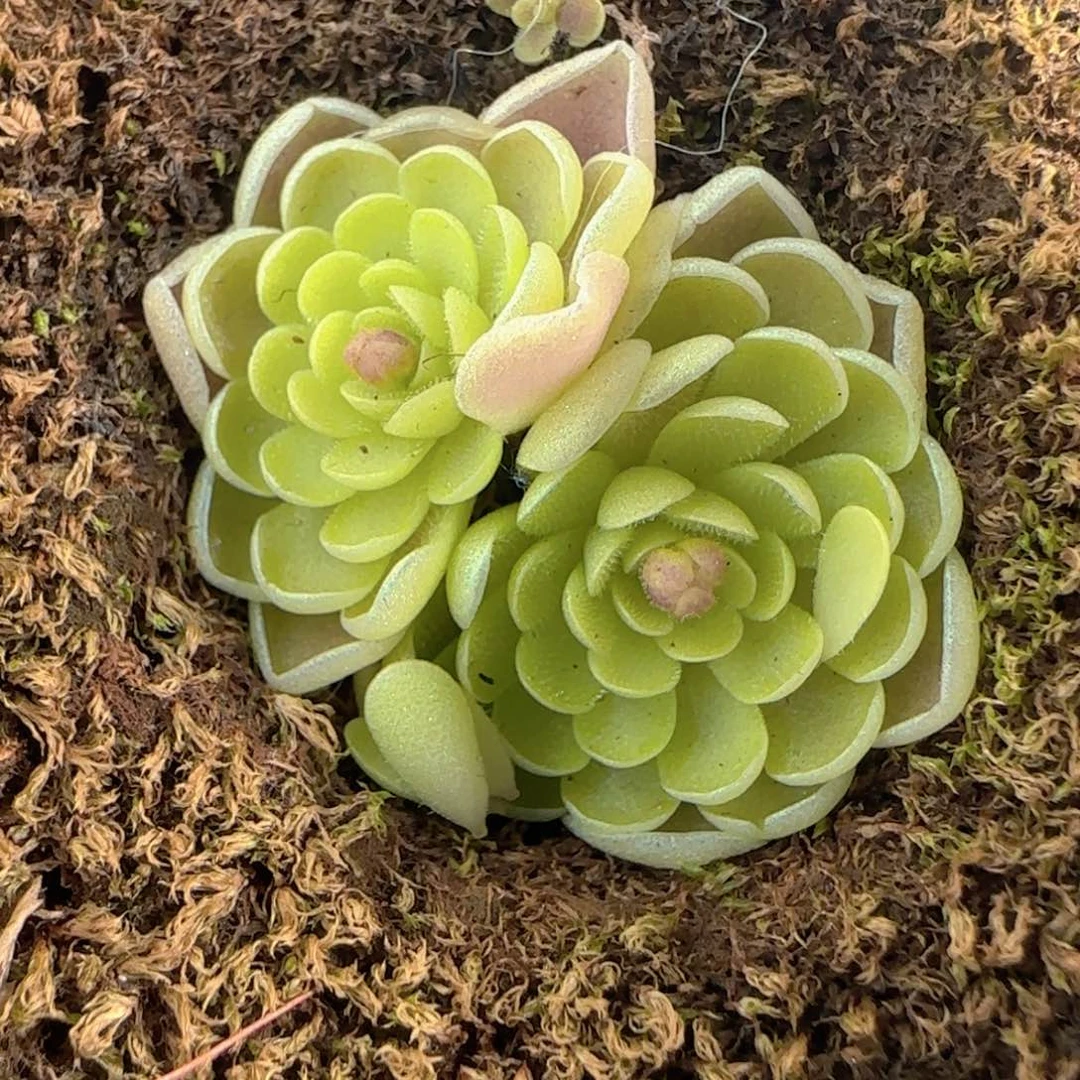 多肉1227-128捕虫堇