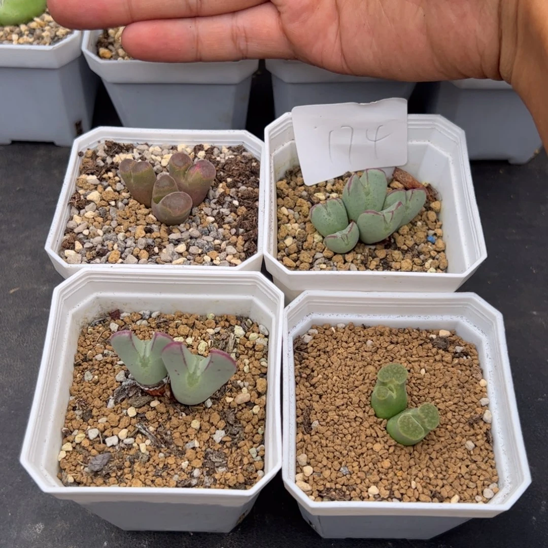 8.25福利多肉植物174