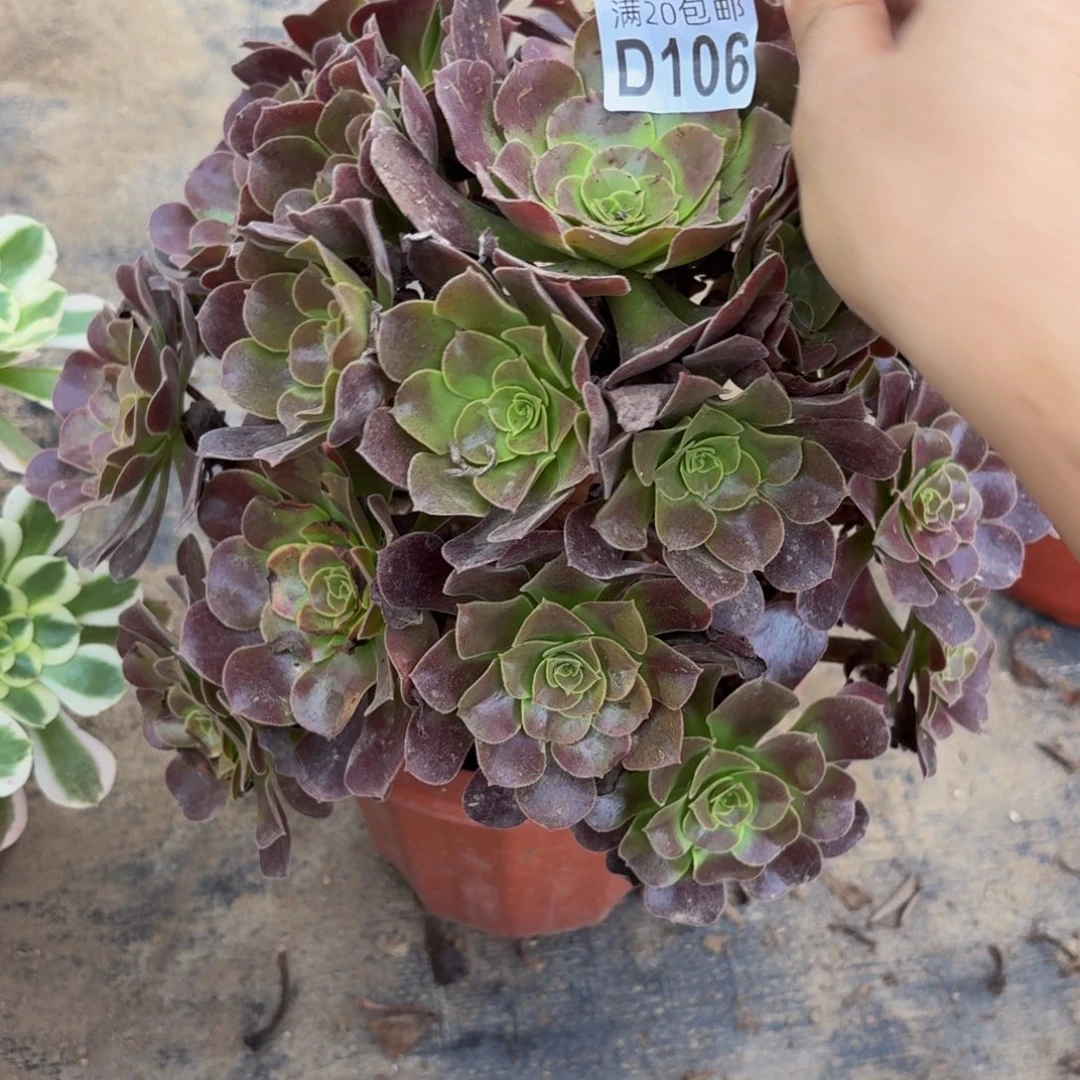 106多肉植物捧花的