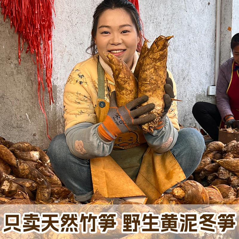 贵州现挖现发高山野生冬笋新鲜肉厚脆嫩当季应季蔬