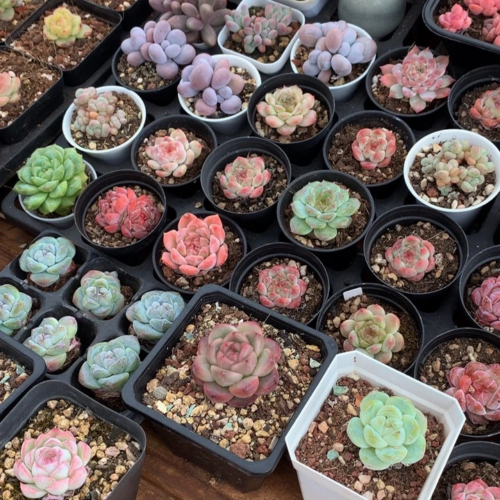 小精控多一物一拍