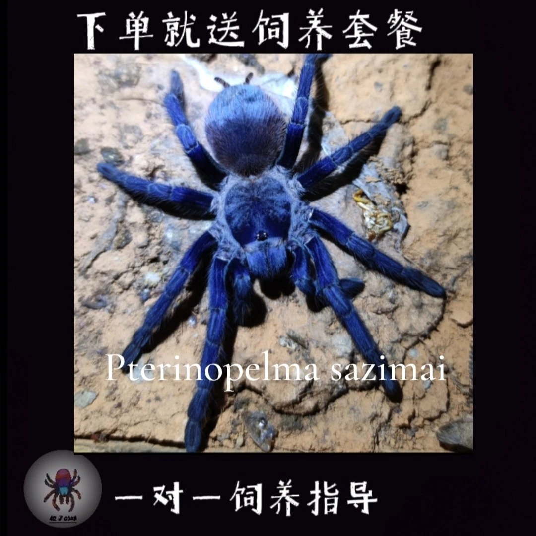 巴西大蓝蛛 活体蜘蛛宠物 深蓝体色 新手入门