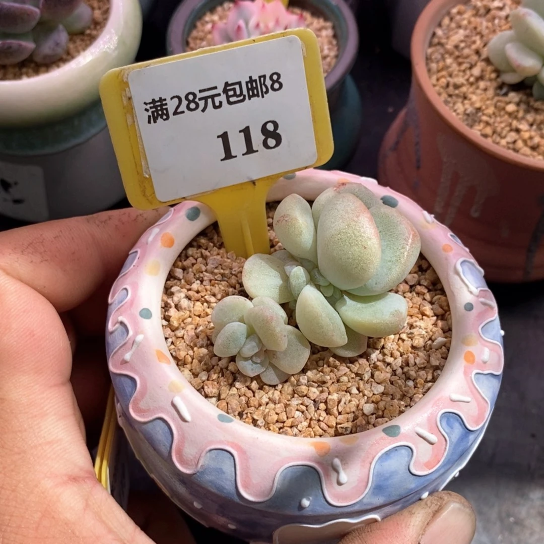 小*8118冰玉变异多肉