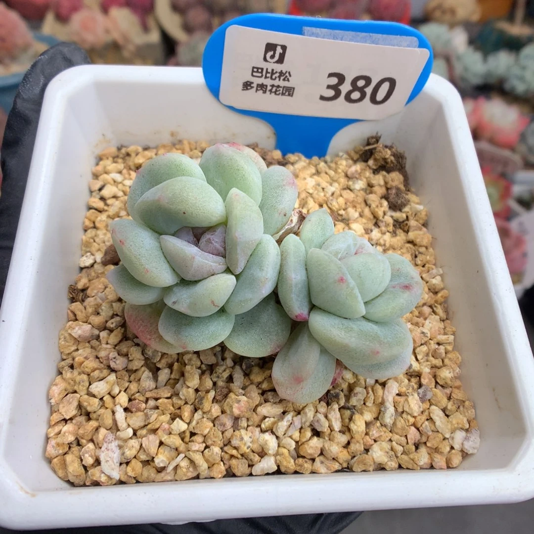 380 特紫心冰玉石化