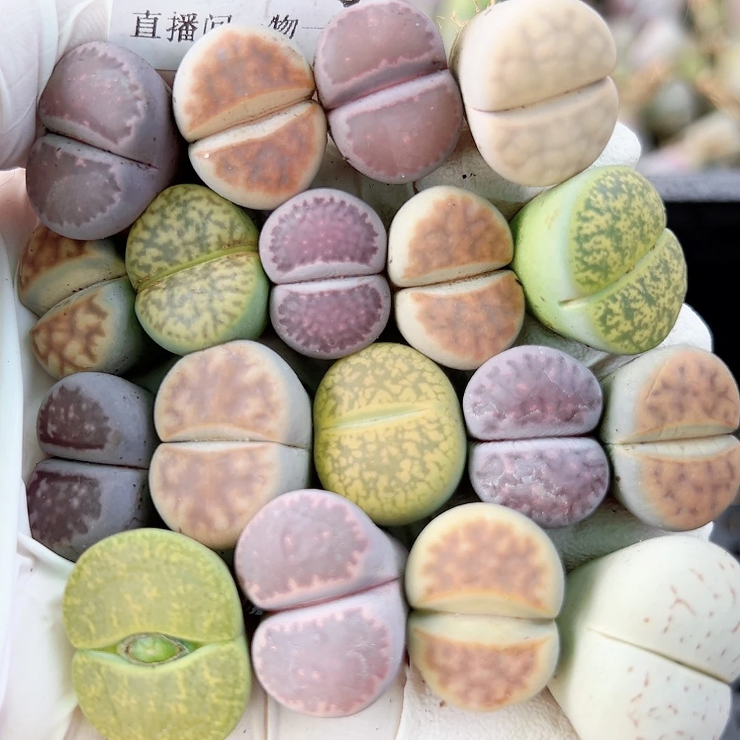 8607 好养易活生石花大母本18个