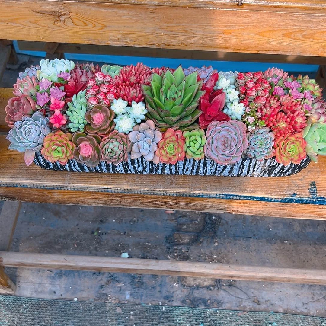 经典大长条多肉玉组合