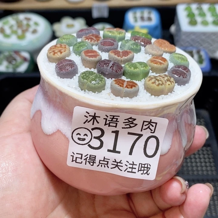 精美盆栽 一物一拍3170