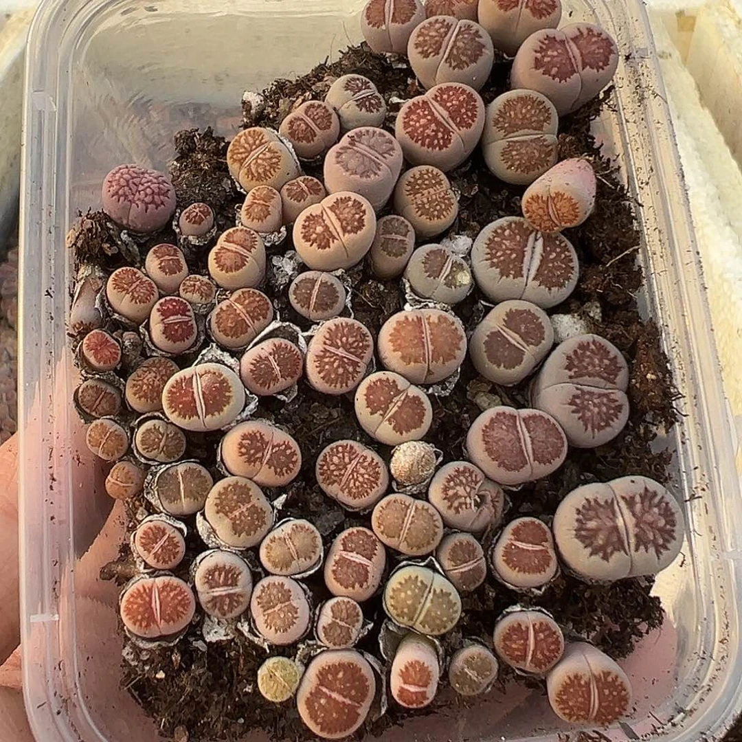 650小美菊福利111111111