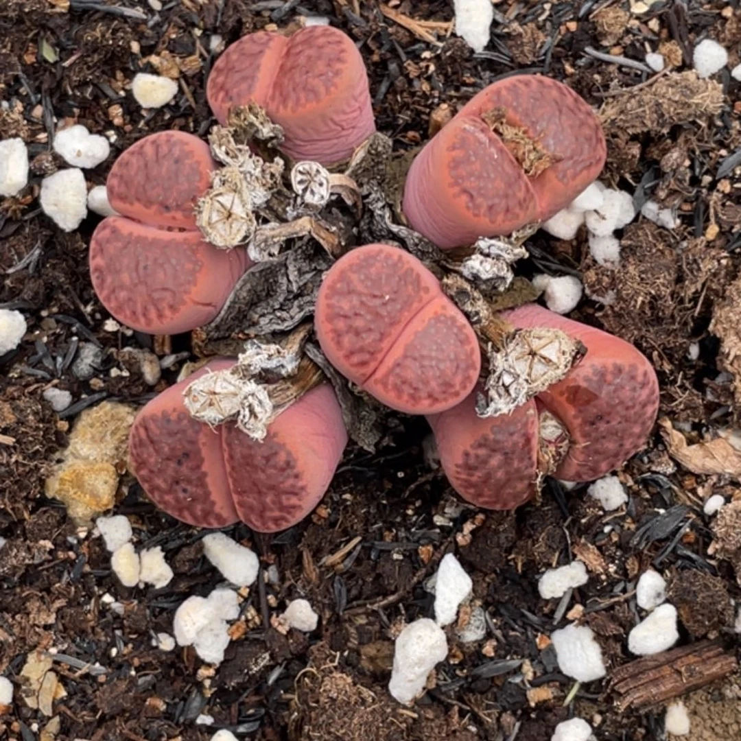 非偏远满20包邮828