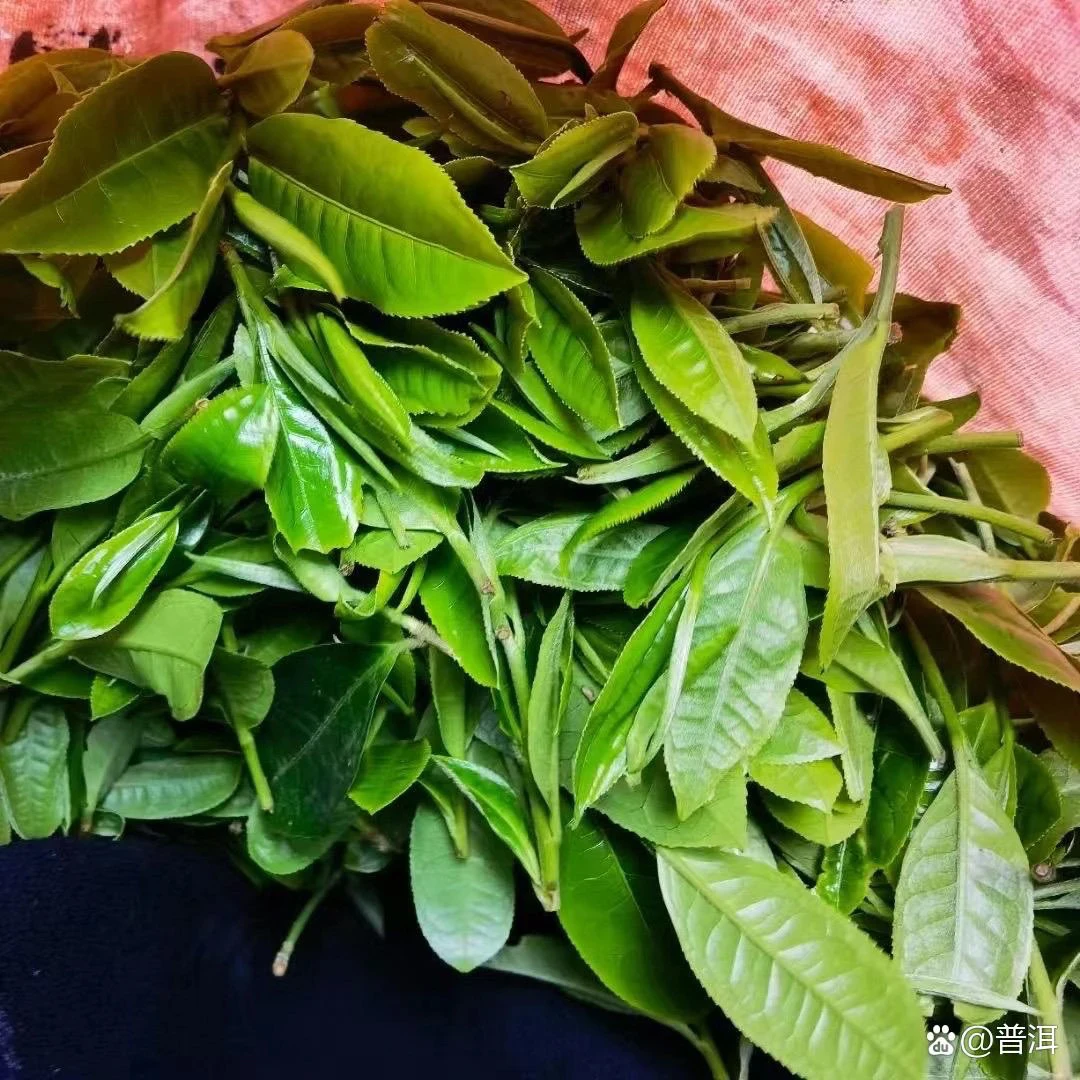 头春头采《汤家哆依树古树二类》普洱生茶
