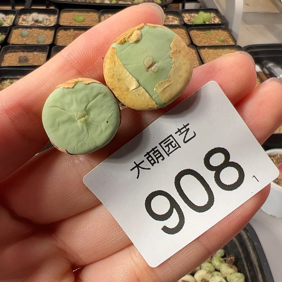 一物一拍            908