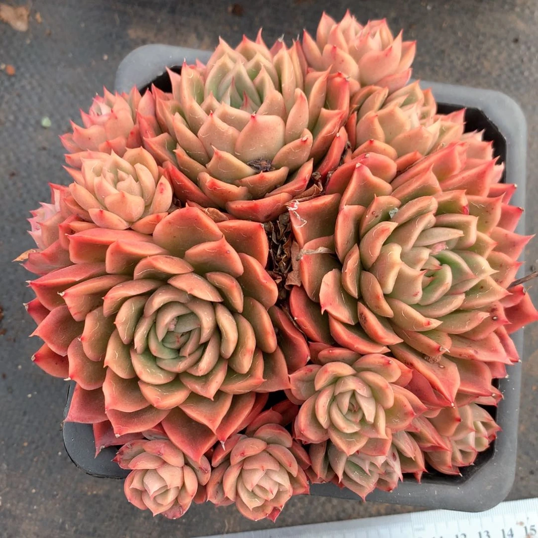 5488杂交多肉植物