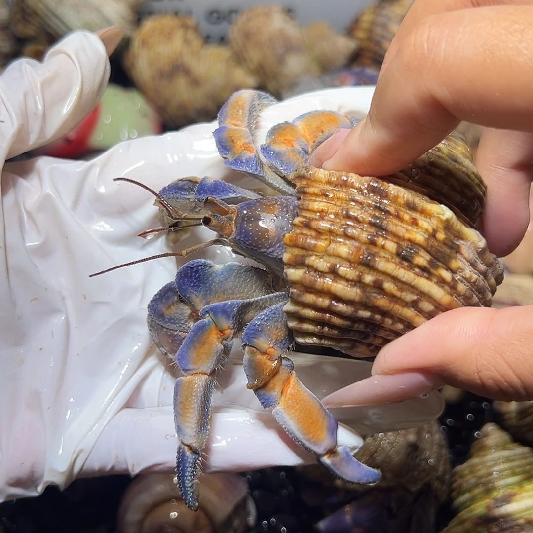 大小眼异色紫陆口径3.1口