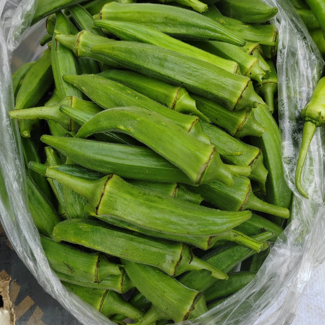 沂蒙山自己种的秋葵
