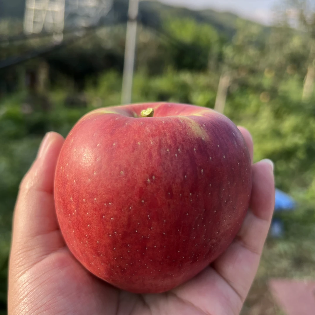云南宣威龙场五里苹果红露 大果 9斤