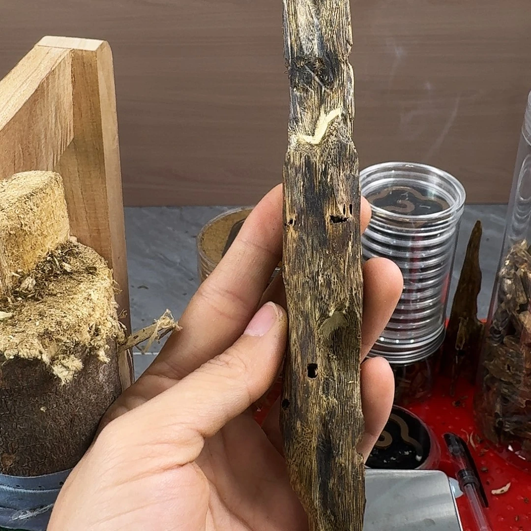 香料绿奇楠虫漏张勺子22克