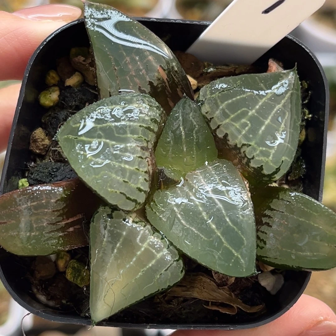 1冰河寿锦腹肌专场