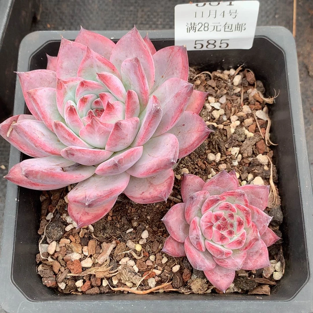 【闪购商品】云585号