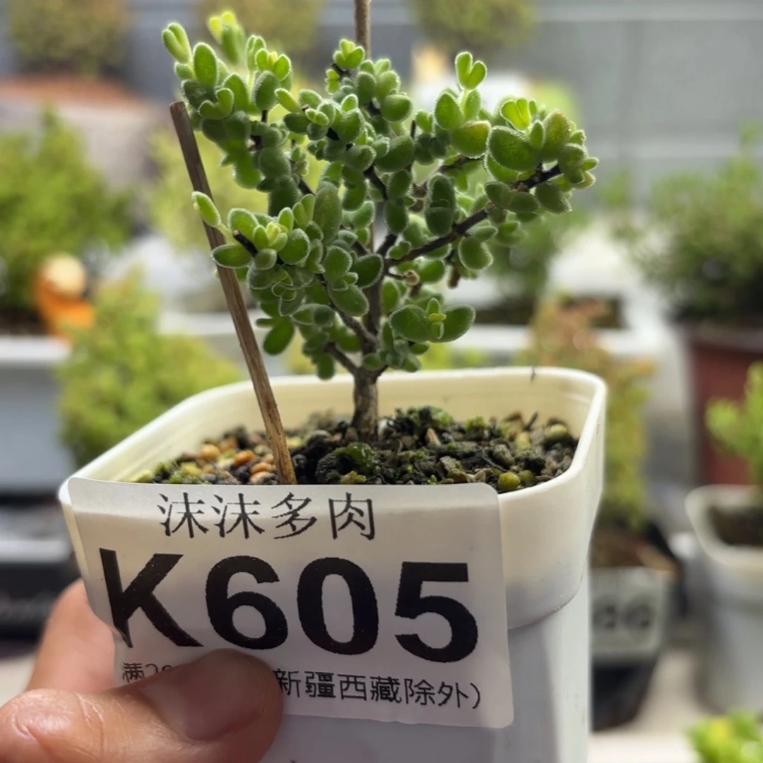 605月曲 枝干番杏福利