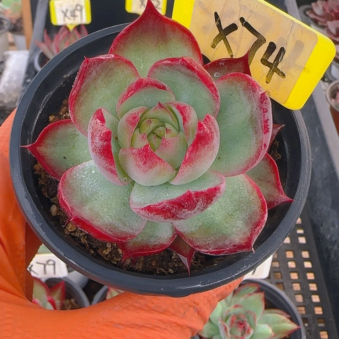 花****冷X74 惊鸿仙子多肉植物