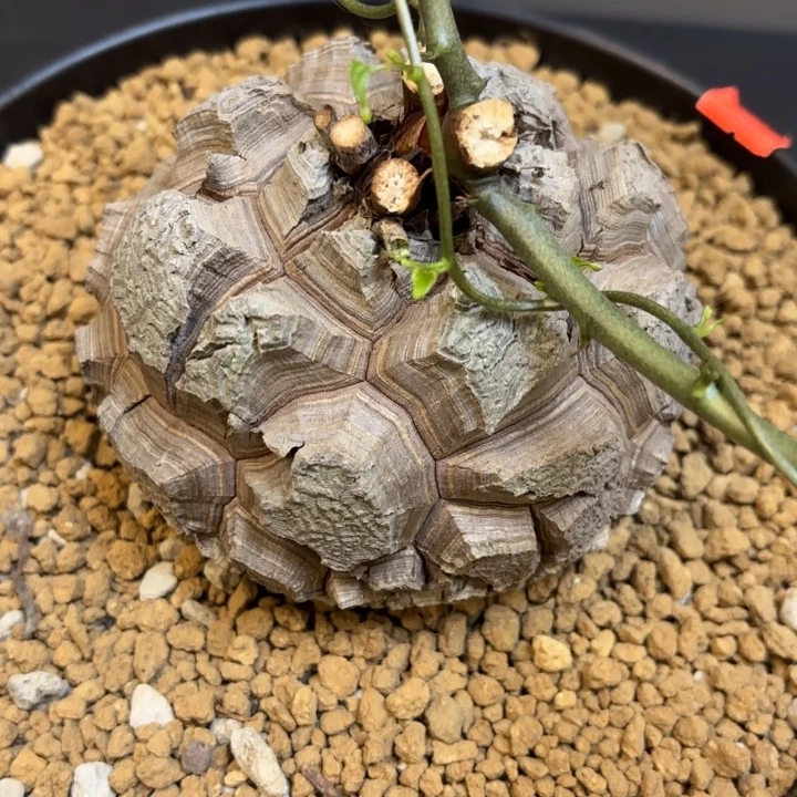 1682号龟甲龙带盆包邮尺寸10+