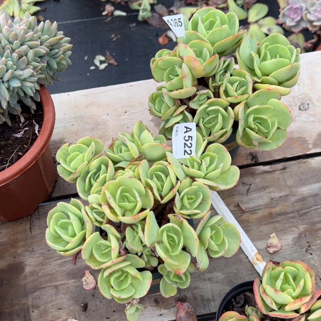 馨***月碧桃多肉365.522号多肉